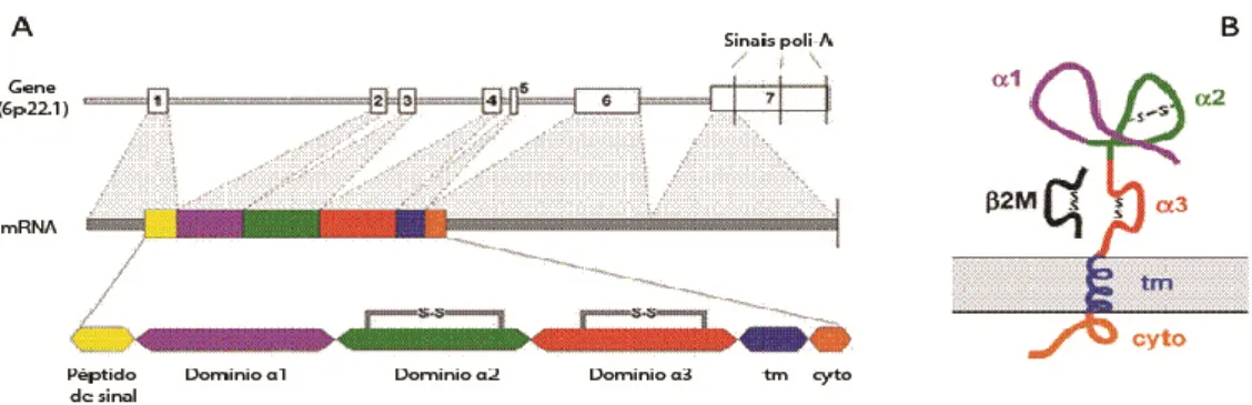 Figura  I.5:  Estrutura  do  gene HFE,  respectivo  mRNA  e  proteína.  A).  O  gene  HFE consiste  em  7  exões  (topo)  dos  quais  apenas  os  seis  primeiros  codificam  o  mRNA  da  HFE  (centro)