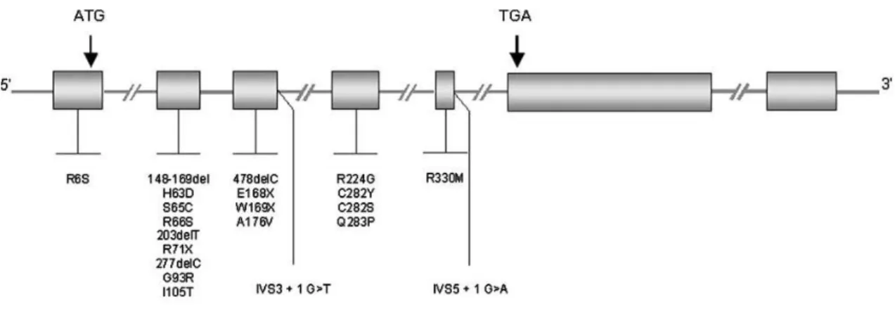 Figura  I.6:  Representação  esquemática  de  mutações  descritas  no  gene  HFE.  A  mutações  mais  frequentemente  associadas  a  HH  encontram-se  no  exão  2  (H63D)  e  no  exão  4  (C282Y)