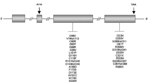 Figura 7: Representação esquemática de mutações descritas no gene HJV. A maior parte das mutações  encontram-se  no  exão  3  e  no  4,  sendo  neste  último  que  se  encontra  a  G320V  que  está  presente  na  maioria  dos  indivíduos  com  HJ  subtipo 