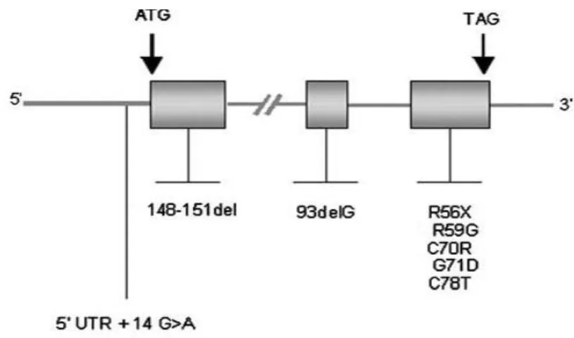Figura I.8:  Representação esquemática de mutações descritas no gene  HAMP. No caso das mutações  no gene HAMP estão descritas algumas mutações, não existindo nenhuma frequentemente associada à  HJ  subtipo  2B