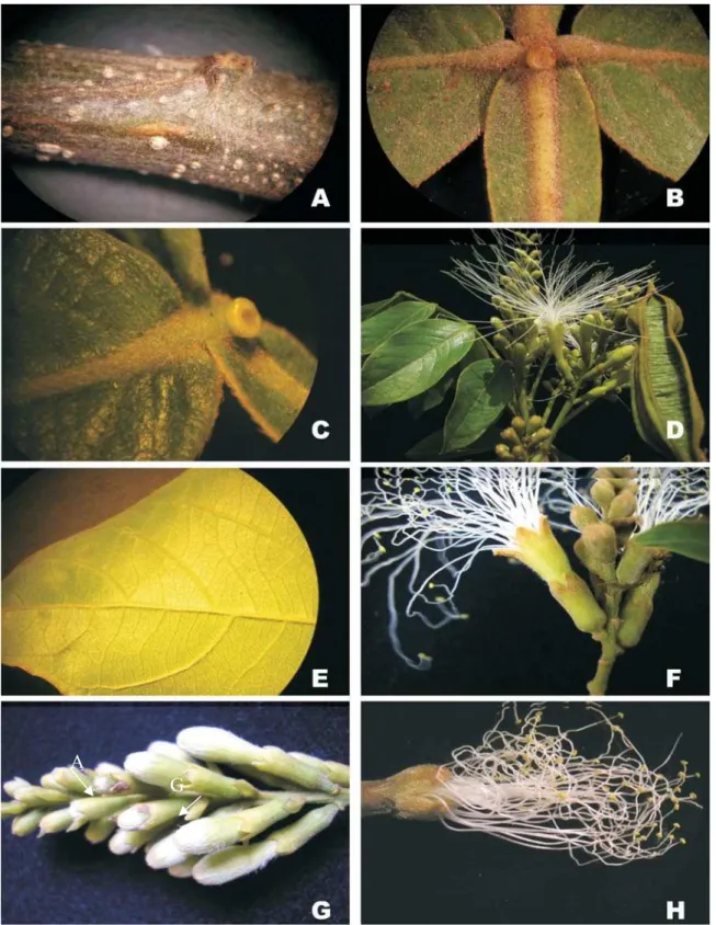 Figura 1. Detalhes da morfologia vegetativa e das flores da espécie tipo do gênero. I