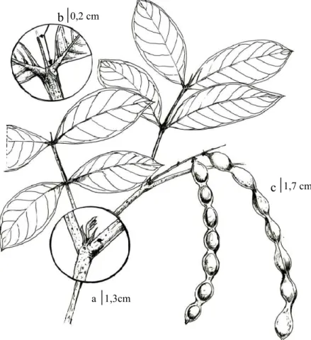 Figura 3. Inga tripa. a. Ramo com fruto; b. Apêndice terminal, c. Fruto maduro. 