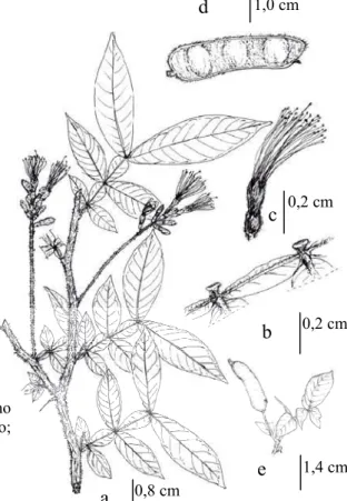 Figura 4a. Inga bollandii Sprague &amp; Sandwith. a. Ramo  com flores; b. Detalhe da raque e do nectário estipitado; 