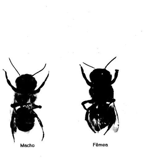Fig. 1. Megachile rotundata macho e fêmea (face dorsal)  Escala: 6/1 