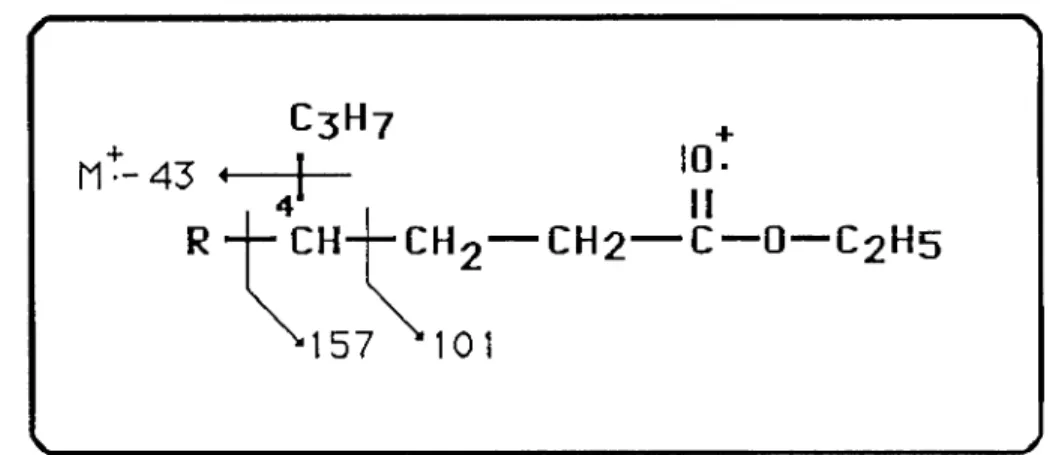 Fig. 14. Fragmentações e valores de m/e dos fragmentos formados  existindo um grupo propilo em C-4 nos ésteres etílicos