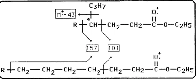 Fig. 15. Comparação dos padrões de fragmentação de ésteres lineares e ramificados  (grupo propilo em C-4), dando origem a fragmentos com o mesmo valor de m/e