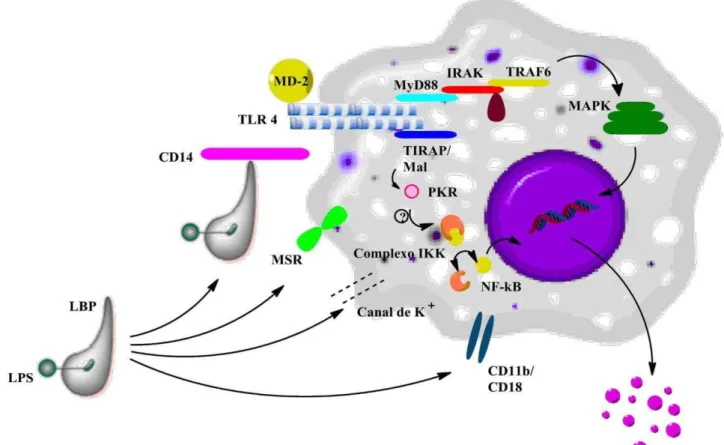 Figura 5: Reconhecimento do LPS pelos macrófagos 
