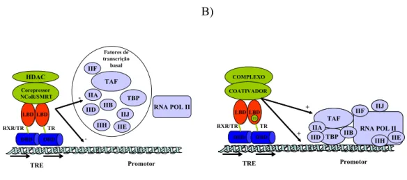 Figura 1.1, A) Modelo de repressão da transcrição pelo receptor do hormônio tireoideano na forma de  homo (TR-TR) ou heterodímero (RXR-TR) na ausência do ligante (T3)