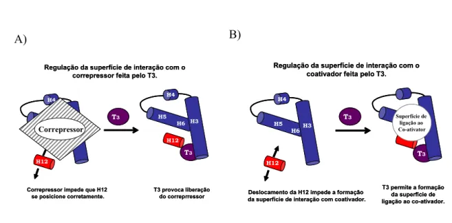 Figura 1.3,  A) Desenho esquemático mostrando as alterações conformacionais  provocadas pela   ligação do T3 ao TR