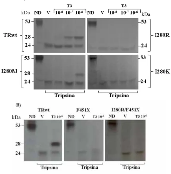 Figura 1.10, Ensaio de proteção contra tripsina para avaliar ligação dos mutantes I280R, I280M,  I280K, F451X e I280R/F451X ao T3