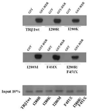 Figura 1.12, Ensaio de GST avaliando a heterodimerização com o RXR em solução do TRE1 selvagem (TRE1wt) e dos mutantes I280R, I280K, I280M, F451X e I280R/F451X