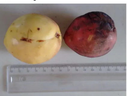 Figura 2 –  Fruto da castanhola. 