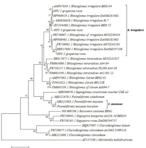 Figure 1. Neighbor-joining tree of nuclear large subunit (LSU) ribosomal RNA gene sequence