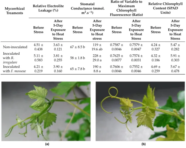 Figure 4. Apical leaves of a ‘Touriga Nacional’ grapevine plant. (a) Before plant exposure to 5 days of heat stress; (b) After plant exposure to heat stress for 5 days.