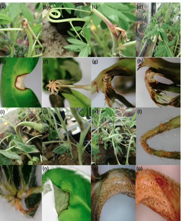 Figure 1. Anthracnose caused by Colletotrichum lupini on the main stem, petiole and leaflet of lupins