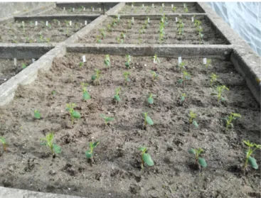 Figure 3. Experiment conduced in vegetation box for identifying Lupinus mutabilis accessions with  anthocyanin in their organs