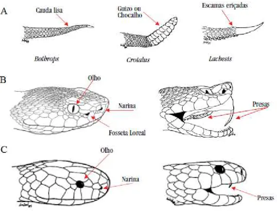 Figura 1: Características dos gêneros de serpentes peçonhentas no Brasil . 