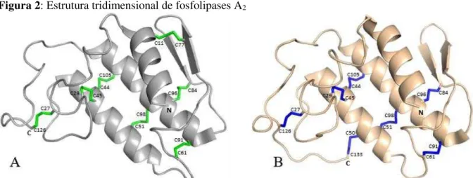 Figura 2: Estrutura tridimensional de fosfolipases A 2