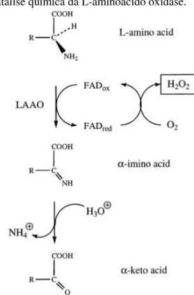 Figura 3: Mecanismo de catálise química da L-aminoácido oxidase. 