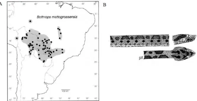 Figura 5: Localização geográfica e padrão de manchas apresentadas pela Bothrops mattogrossensis