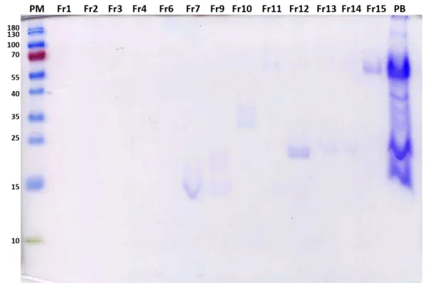 Figura 8: Eletroforese em gel de poliacrilamida das frações obtidas da peçonha de fêmeas de Bothrops  mattogrossensis