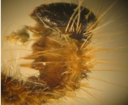 Fig. 1 - Aspecto de pêlos urticantes de Thaumetopoea pityocampa. Foto do autor. 