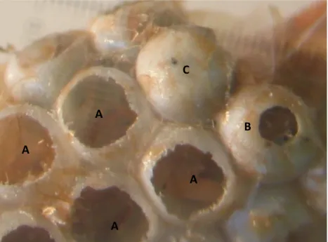 Fig. 3 -  Postura de Thaumetopoea pityocampa onde é possível observar ovos eclodidos (A),  ovos parasitados por parasitóides oófagos (B) e ovo não eclodido (C)