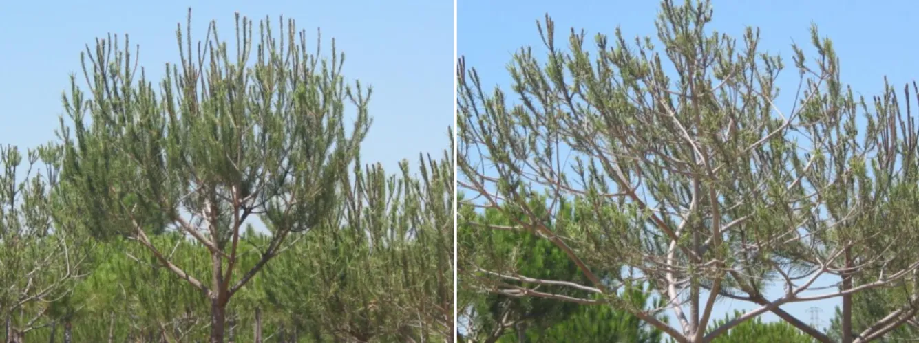 Fig. 6. Pinheiros mansos, Pinus pinea, enfraquecidos por ataques intensos e sucessivos da  processionária do pinheiro, Pinhal das Freiras, Península de Setúbal, 2008