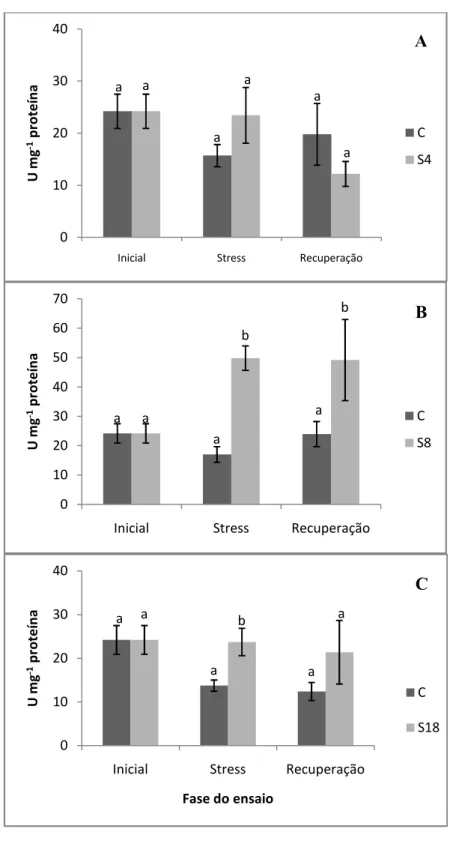 Fig.  4.6  –  Actividade  da    superóxido  dismutase  (SOD)  nas  três  fases  do  ensaio,  inicial,  stress  e  recuperação,  para os três tratamentos, S4 (A), S8 (B) e S18 (C)