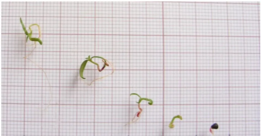 Figura  7  –  Desenvolvimento  das  plântulas  resultantes  da  germinação  das  sementes  submetidas ao tratamento de As com a concentração de 1500 µg L -1 , existentes na mesma  placa de germinação, ao fim de 30 dias