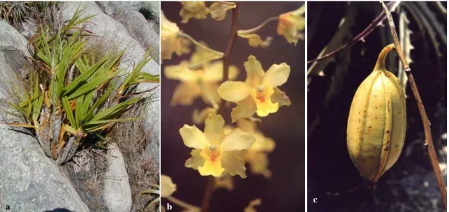 Fig. 7. Cyrtopodium polyphyllum a) Aspecto geral da planta em seu microhabitat sobre o inselbergue; b) Detalhe da flor; c) Detalhe do fruto