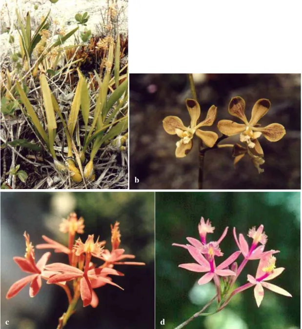 Fig. 8. Encyclia longifolia a) Aspecto geral da planta em seu microhabitat sobre o  inselbergue; b) Detalhe da flor; c) Epidendrum cinnabarinum, detalhe da flor; b)  Epidendrum secundum, detalhe da flor