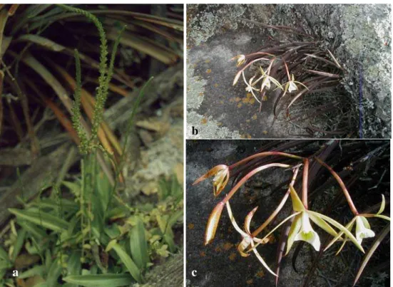 Fig. 9. a) Prescottia phleoides, aspecto geral da planta em seu microhabitat sobre o  inselbergue;  Brassovola tuberculata b) Aspecto geral da planta rupícula, c) Detalhe  da flor