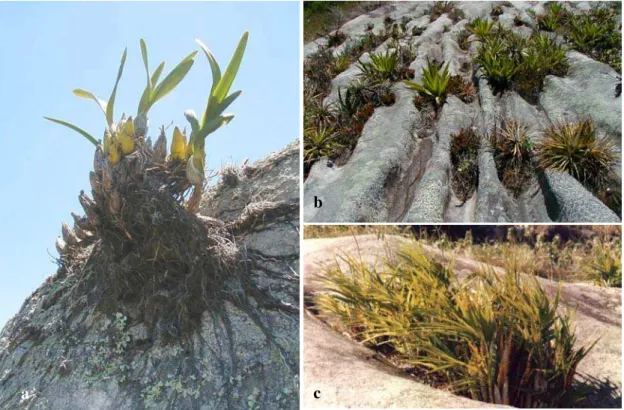 Fig. 11. a) Detalhe adaptativo de espécies rupícolas, raízes fixadas diretamente a estrutura vertical da rocha; b) Detalhe dos canais de drenagem formados na rocha; c) Cyrtopodium  polyphyllum localizado em depressões da rocha