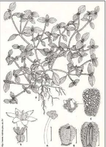 Figura 8. Prancha ilustrativa mostrando Richardia brasiliensis Gomes e seus detalhes anatômicos.