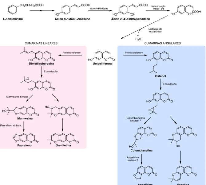 Figura  11.  Representação  esquemática  da  biossíntese  de  cumarinas  segundo  Simões  e  colaboradores (2007) e Bourgaud e colaboradores (2006)