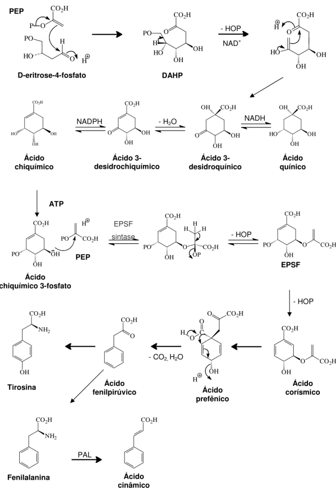 Figura  12.  Representação  esquemática  da  biossíntese  dos  flavonóides  segundo  Dewick  (1997)  (primeira etapa – rota do ácido chiquímico)