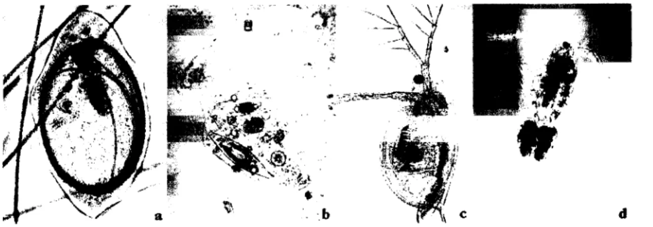 Figura 3 - Exemplares dos principais grupos zooplanctónicos dulciaquícolas: a) Protozoa; b)  Rotifera; c) Cladocera; d) Copepoda (a, b e c adaptado de Lund &amp; Canter-Lund,  1995; d adaptado de www.sacsplash.org) 