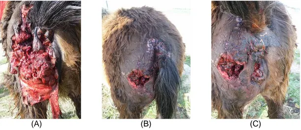 Figura 3 – Pónei atacada por canídeos: antes (A) e após (B e C) cirurgia reconstrutiva 