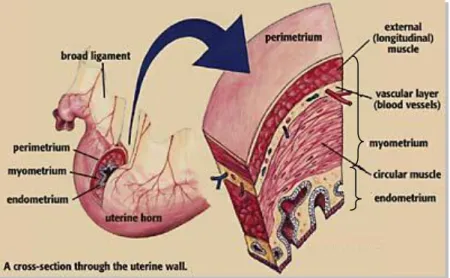 Figura  6  –  Representação  esquemática  de  uma  secção  tranversal  da  parede  uterina  evidenciando as camadas que a constituem (Adaptado de Peterson, 2011) 