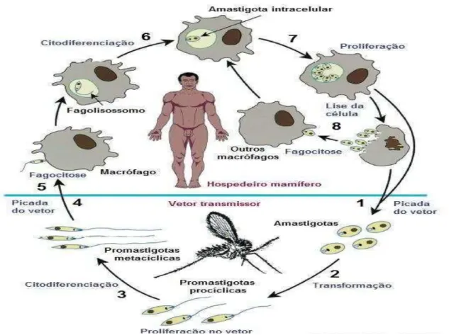 Figura 5  –  Ciclo biológico do parasita do gênero Leishmania. 