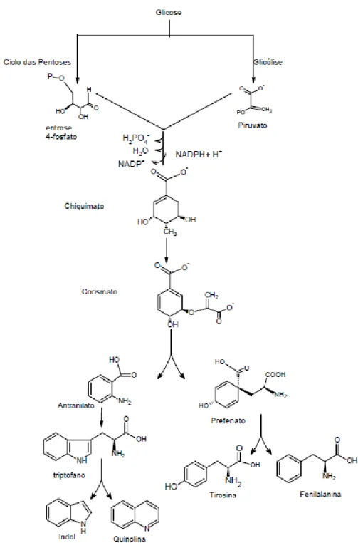 Figura 10 - Rota biossintética dos alcalóides indólicos  Fonte: RAMOS, 2008 