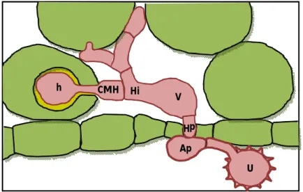 Fig.  2.  2  -  Esquema  das  primeiras  fases  do  processo  de  infecção  de  Uromyces  vignae:  uredósporo  (U),  apressório  (Ap),  hifa  de  penetração  (Hp),  vesícula  (V),  hifa  de  infecção (Hi),  célula-mãe  do haustório  (CMH); 