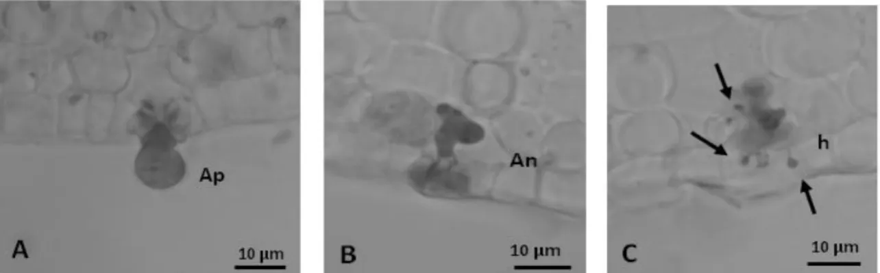 Fig. 3. 2– Diferenciação de estruturas de infecção de Hemileia vastatrix em tecidos foliares de HDT 832/2