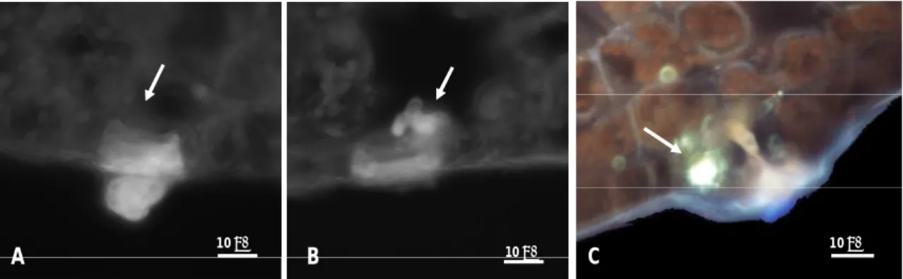 Fig.  3.  6  –  Respostas  induzidas  por  Hemileia  vastatrix  em  tecidos  foliares  de  HDT  832/2,  A  –  Autofluorescência  da  parede  e  conteúdo  citoplasmático  das  células  guardas  e  subsidiárias  (seta)  associada  a  um  apressório  cheio,  