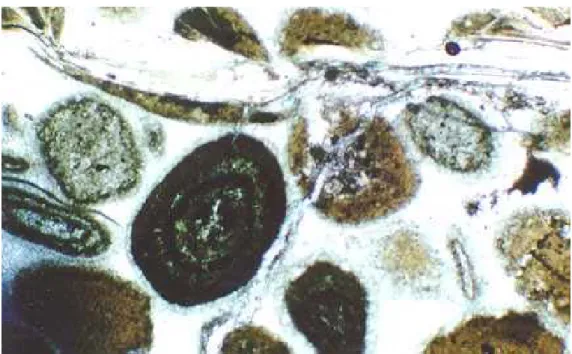Figura III.5 – Fotomicrografia de calcarenito oolítico da Fácies Carbonática Oolítica em Perolândia- Perolândia-GO