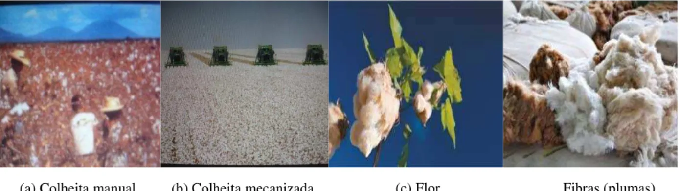 Figura 5: Algodão - (a) colheita manual, (b) colheita mecanizada, (c) flor, (d) fibras (plumas)   Fonte: (Secretaria de Agricultura e Abastecimento da Paraíba, 2008) 