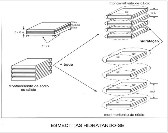 Figura  3.  Representação  da  hidratação  da  montmorilonita  cálcica  e  da  montmorilonita  sódica