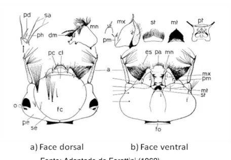 Figura 8: Cabeça de A. aegypti. a) Face dorsal. B) Face ventral. a  –  antenas; cl  –   clípeo;  dm  –   dentes  mandibulares;  es  –   escova;  fc  –   frontoclípeo;  fo  – forâmen occipital; mm  –  mandíbula; mt  –  mento; mx  –  maxila; o  –  olhos; pa 
