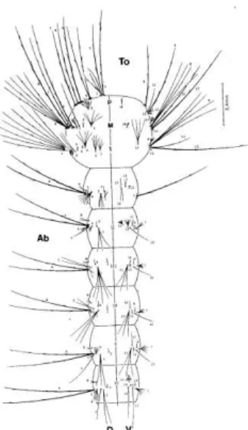 Figura  9:  Aspectos  dorsal  (D)  e  ventral  (V)  da  larva  de  A.  aegypti.  Ab  – abdômenn, To  –  tórax, P  –  protórax, M  –  mesotórax, T  –  metatórax